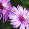 庭の花