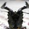 クワガタ虫