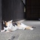 彦根城の猫
