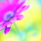 華やか