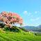 ～　納戸料の百年桜　～