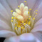 烏羽玉の花