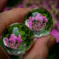planet hydrangea