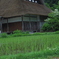 梅雨の田んぼ