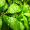 leaf flower