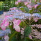 筥崎宮花庭園 