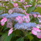 筥崎宮花庭園 