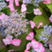 筥崎宮花庭園 