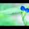 【露草】