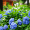 三室戸寺の紫陽花