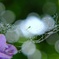 紫陽花と蜘蛛の巣