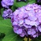 Kagurazaka 紫陽花