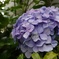 紫陽花