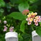 可愛い小さな花