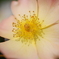 薔薇