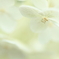 Pｕｒｅ Wｈｉｔｅ