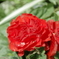 薔薇と雫