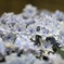 なばなの里　紫陽花祭り
