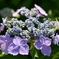 紫陽花