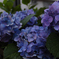 道端の紫陽花