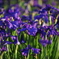 菖蒲１