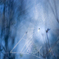 　BLUE MORNING