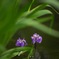 水辺の花
