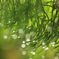 雨上がり