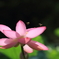花便り　- 蓮上の舞 -