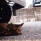我輩は野良である