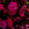 The last rose of Summer