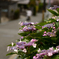 道端の紫陽花