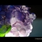 夜の紫陽花2