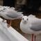 2008-01-12 13-40-45_D40