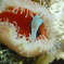 クワレクマノミ