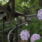 裏の神社の紫陽花、まだまだこれから…
