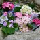 水に挿した紫陽花