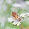 白い花園