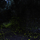 firefly wave