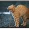 ねこ