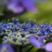DPP_4483