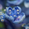 紫陽花 2013_02