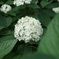紫陽花 2013_03