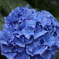 紫陽花 2013_05