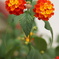 紫陽花 2013_07