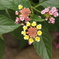 紫陽花 2013_08