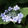 紫陽花 2013_08