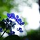久米寺の紫陽花