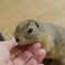 おやつください
