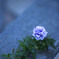落ち花